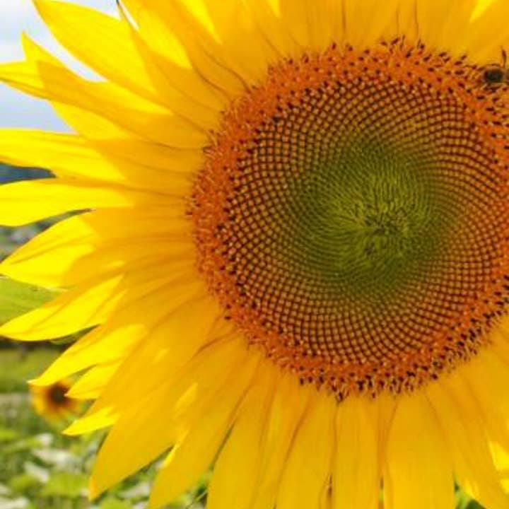 Geocakes - Wholesale Plant Seeds - Giant Sunflower Seeds - BioLogico2