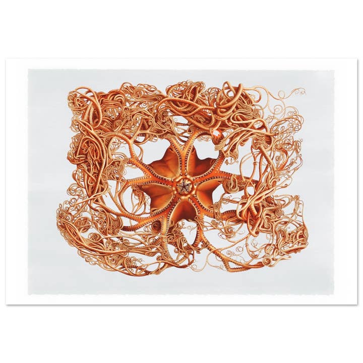 Vida marina para venta al por mayor de Maison de Paloma