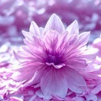 Petal Dance Soap for wholesale by Dulceria Soapery