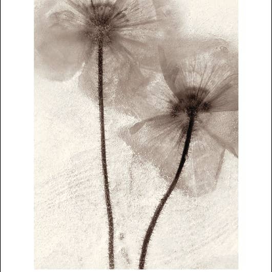 Ryuijie Douglas (Ice Form 60) Art Prints for wholesale by The Art Group