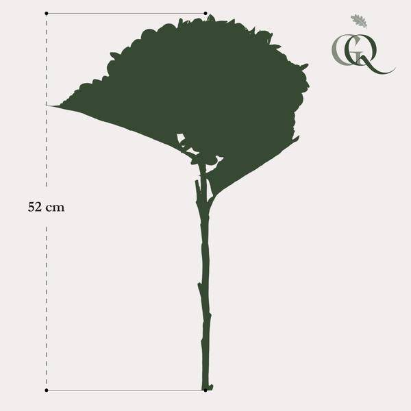 Oasis of Life - Wholesale Artificial Flowers - Artificial Hydrangeas – White – 52 cm – Set of 8 – Realistic Artificial Flowers – Bouquet Decoration – Durable & Low Maintenance4