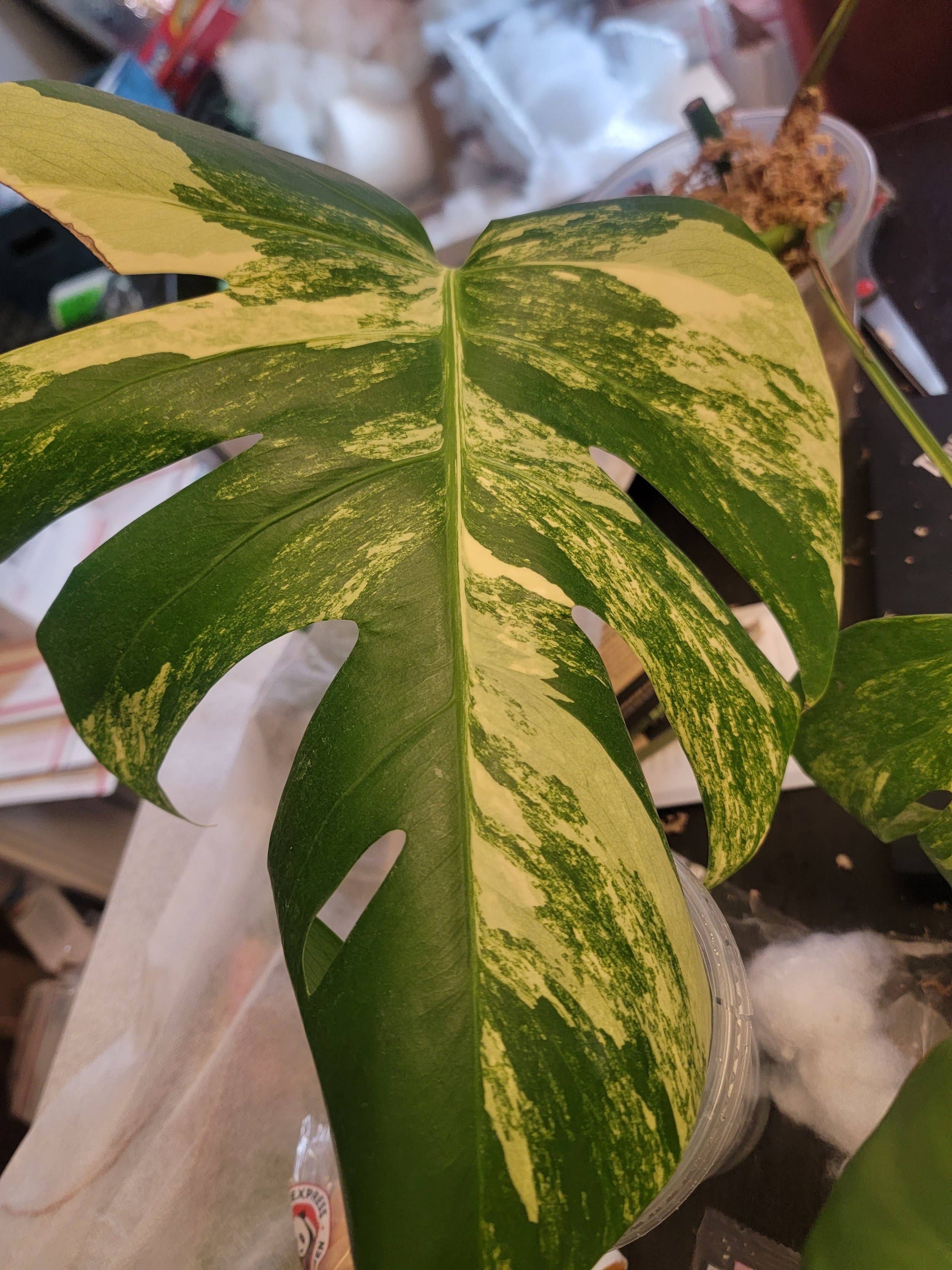 Mosley's Tropical Plants – Großhandel Pflanzen – Monstera Aurea Pflanze mit 1 wurzelndem Blatt2