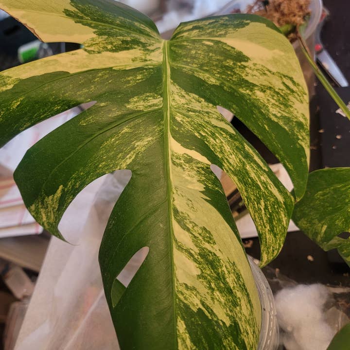 Mosley's Tropical Plants - Vendita all'ingrosso Piante vive - Monstera Aurea, pianta con radici a 1 foglia2