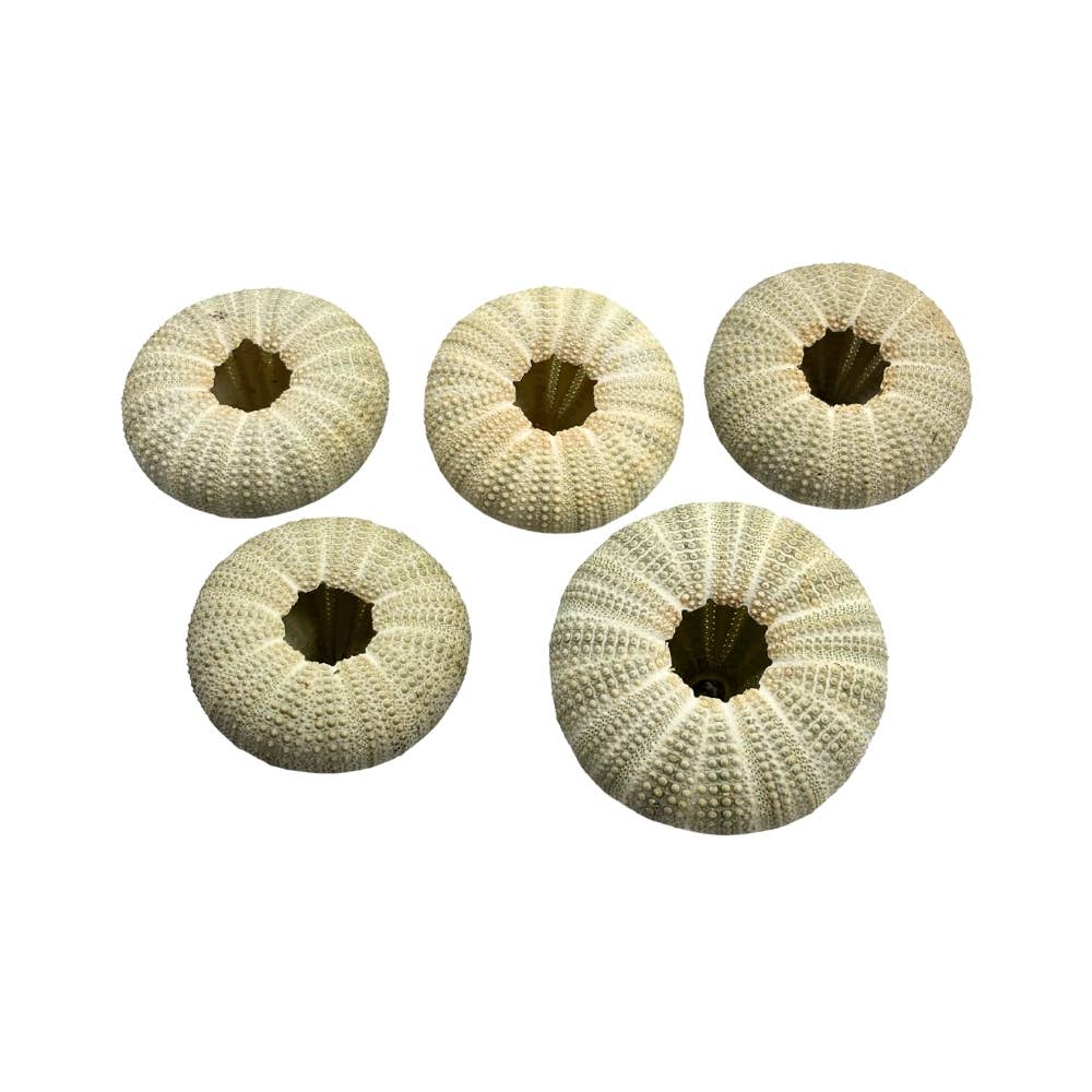 Earths Elements Wholesale - Wholesale Decorative Tabletop Object - Green Urchin3