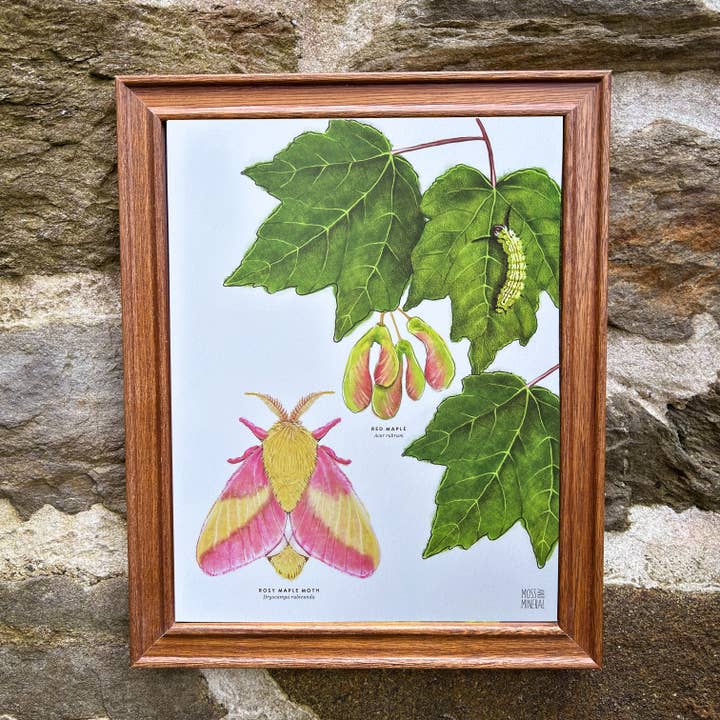 Moss and Mineral - Wholesale Art Print - Rosy Maple Moth and Red Maple, Botanical Illustration7