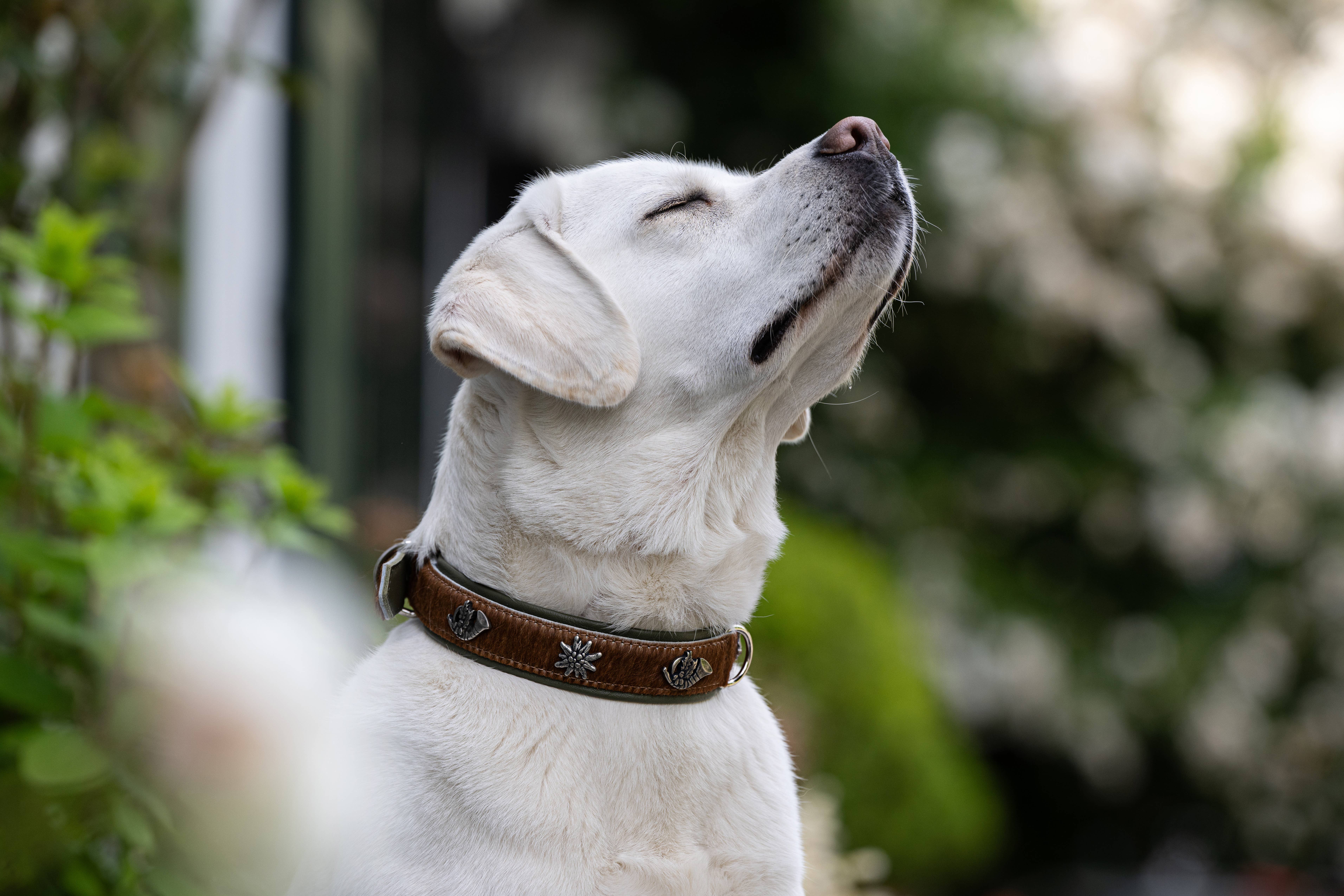 bruin-groen BAVARIA hondenhalsband van nappa en rundsleer voor groothandel op Faire14