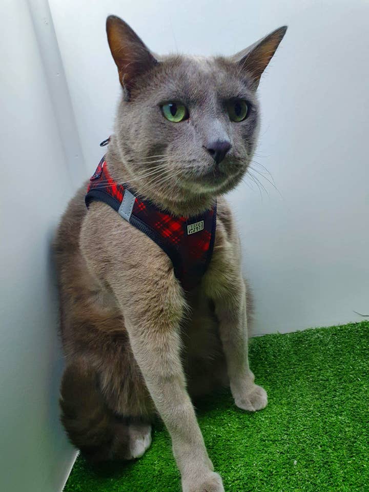 Harnais rembourré pour chat : tartan noir et rouge pour la vente par Bosco & Co