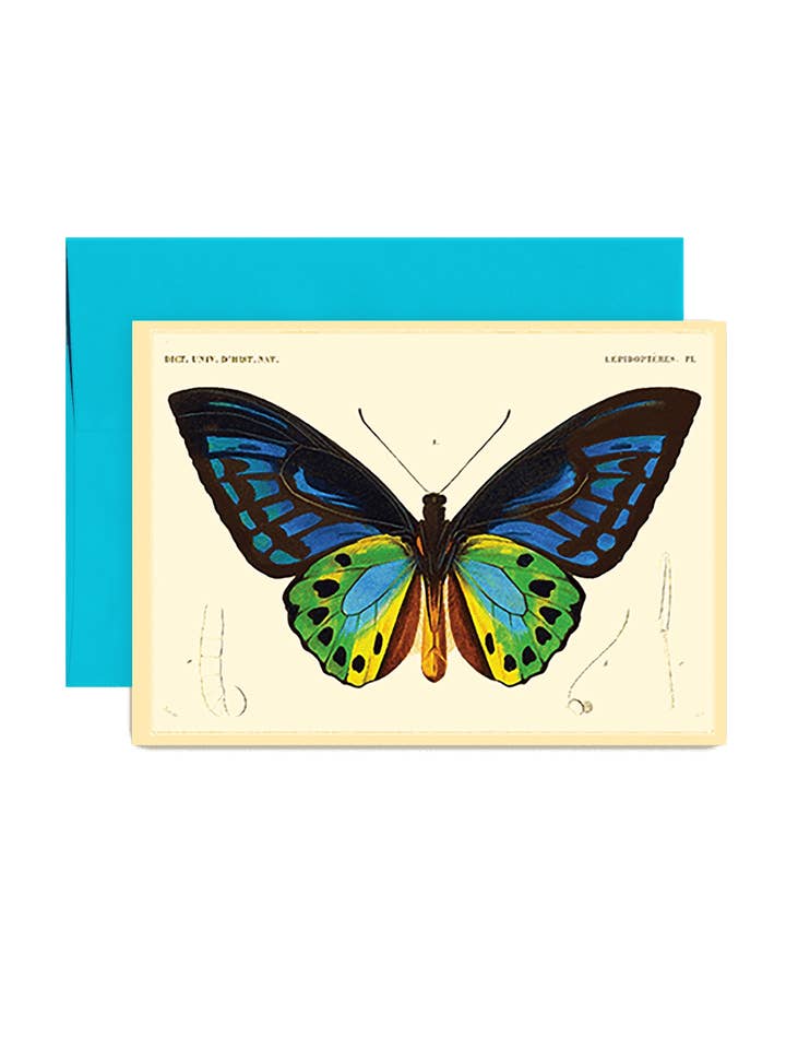 Faltbare Grußkarte mit Schmetterlingsmotiv Nr. 7 für den Großhandel von Ben's Garden