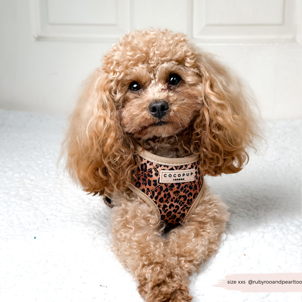 Cocopup London - Wholesale Pet Harness - Dog - Quilted Leopard Pup Adjustable Neck Harness42