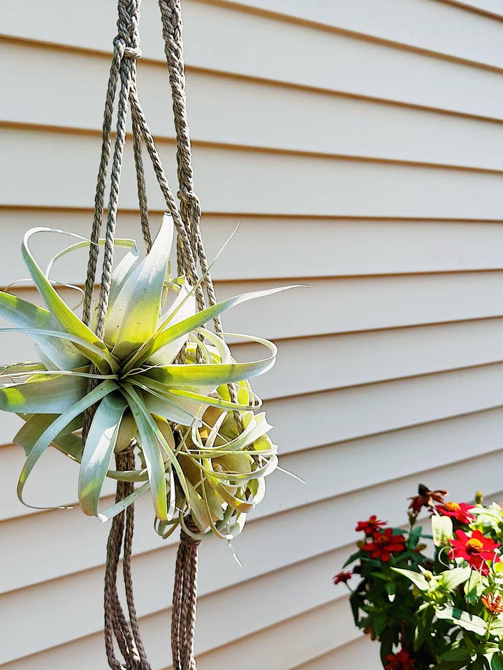 Outdoor/Waterproof Xerographica Air Plant Macrame Hanger for wholesale by Sunflower Shop by Isa