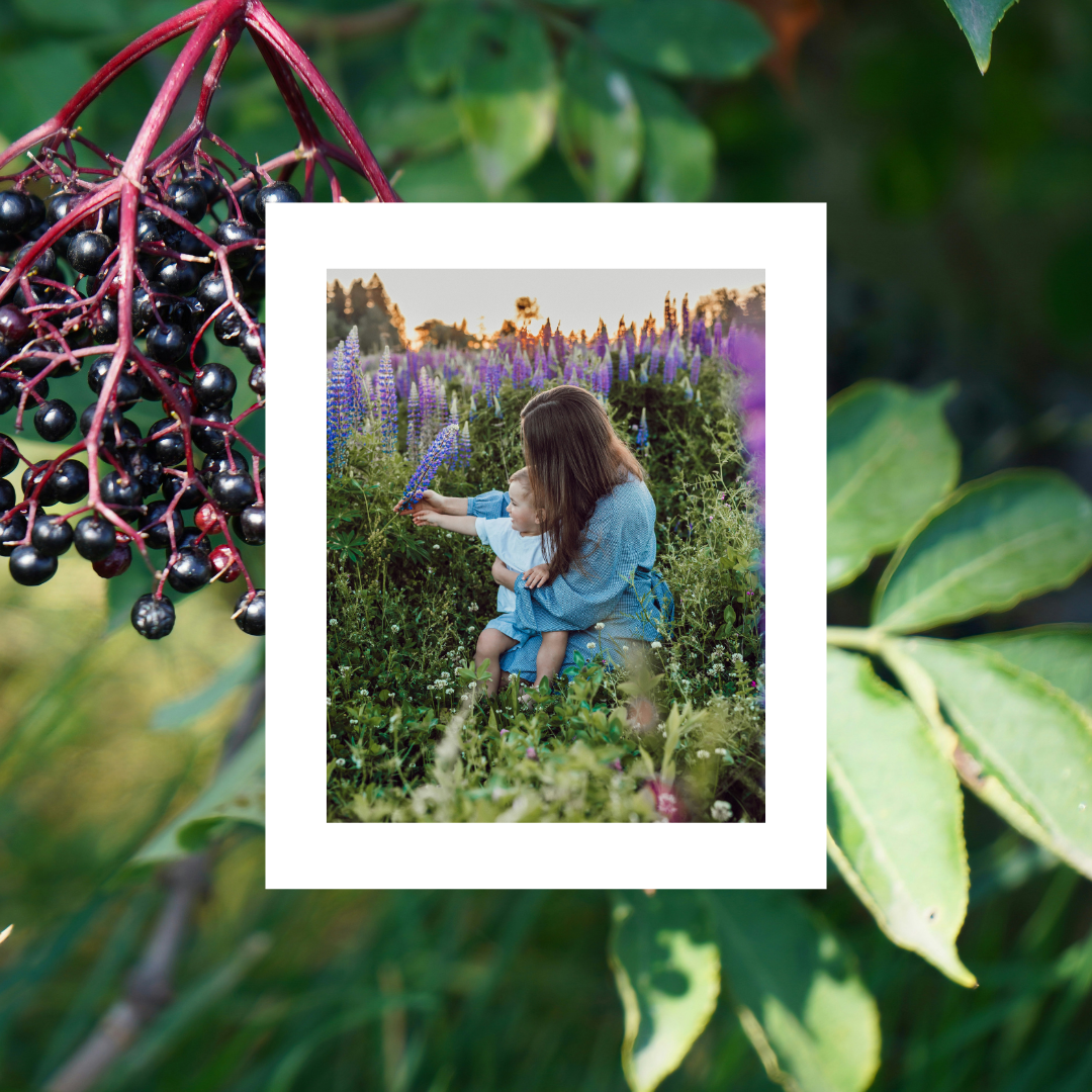 Harvest Farmacy - Wholesale Oral Supplement/Vitamin - Immune Support Elderberry Wellness Drops2