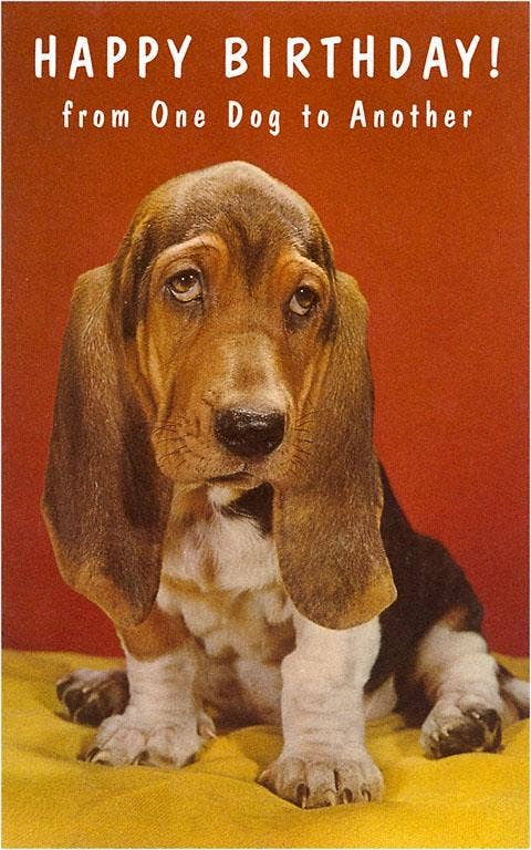 Found Image Press - Wholesale Postcard - Postcard HB-221 Happy Birthday, Basset Hound0