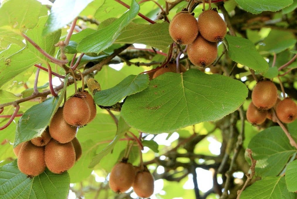 GardenPerspective - Wholesale Live plant - 2 - Kiwi Plant 6-10" Actinidia Deliciosa Tree Live Plant2
