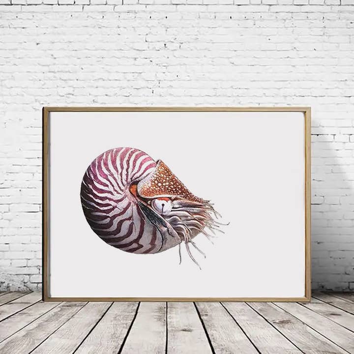 Nautilus - A2/A1 Prints (white background/landscape) for wholesale by Hidden Planet