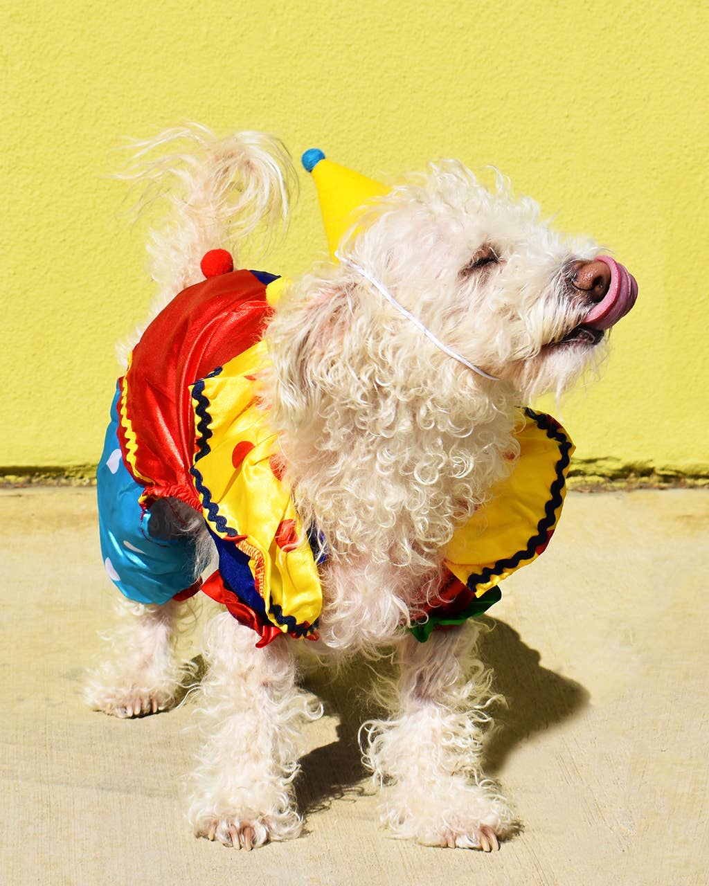 MODERNBEAST - Wholesale Pet Hat - Dog - PAWTY HAT Wool Pet Party Hat2