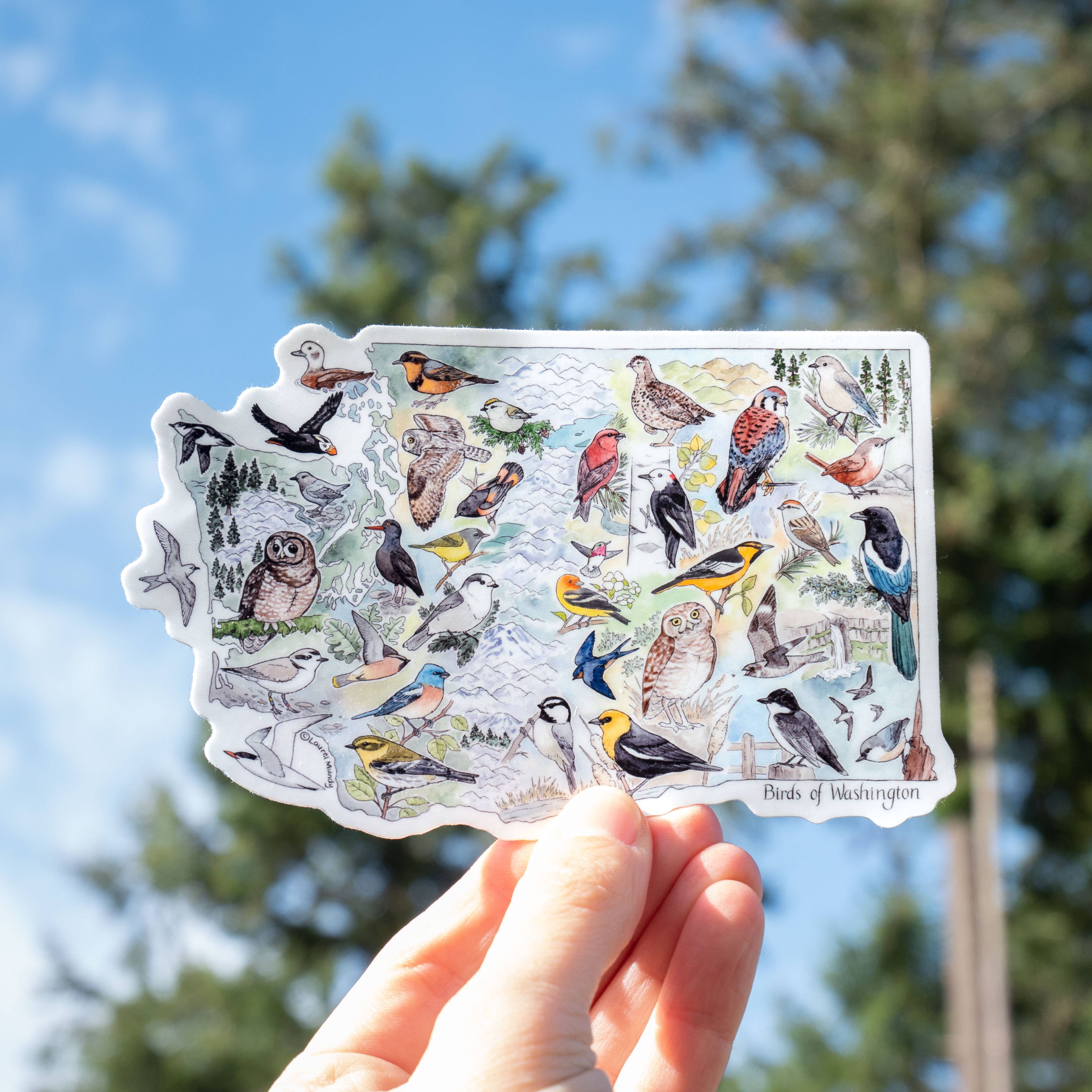 Laurel Mundy Illustration - Wholesale Sticker - Birds of Washington 5.25"X3.5" Large Vinyl Sticker1