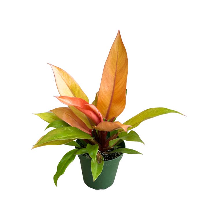 Flow State - Wholesale Live Plant - 4" Philodendron Prince of Orange – Wholesale Live Houseplant1