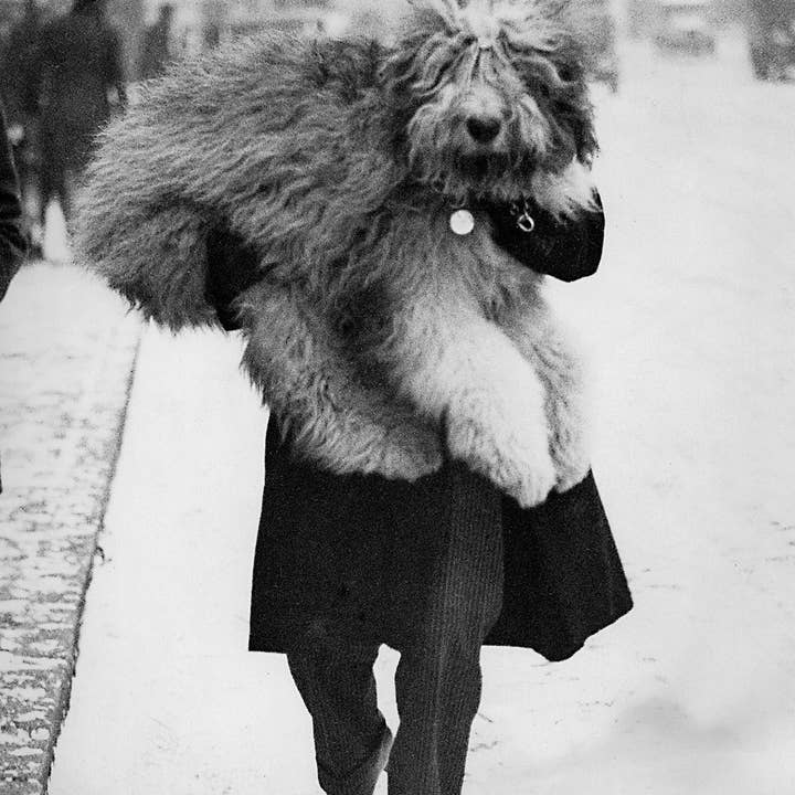 Man carrying dog vintage photographic card for wholesale by Inky Blue Ltd t/a Holy Mackerel