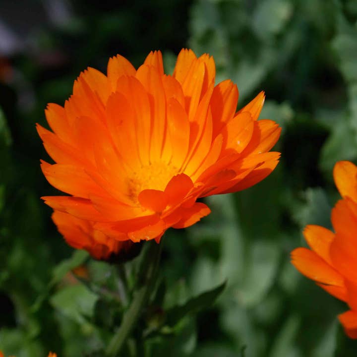 Mountain Spirit Herbals LLC. - Wholesale Herbs - Calendula Flowers Bulk Herb1