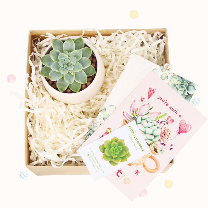 Best Plant Friend - Wholesale Gift Box - Valentine Gift Box - 1 Succulent - Gift Boxes Ideas For Her