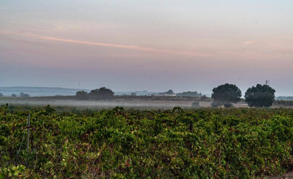 De Quarto Vitivinicoltori - Wholesale Red Wine - Co' Primitivo di Manduria Riserva DOP Red Wine3