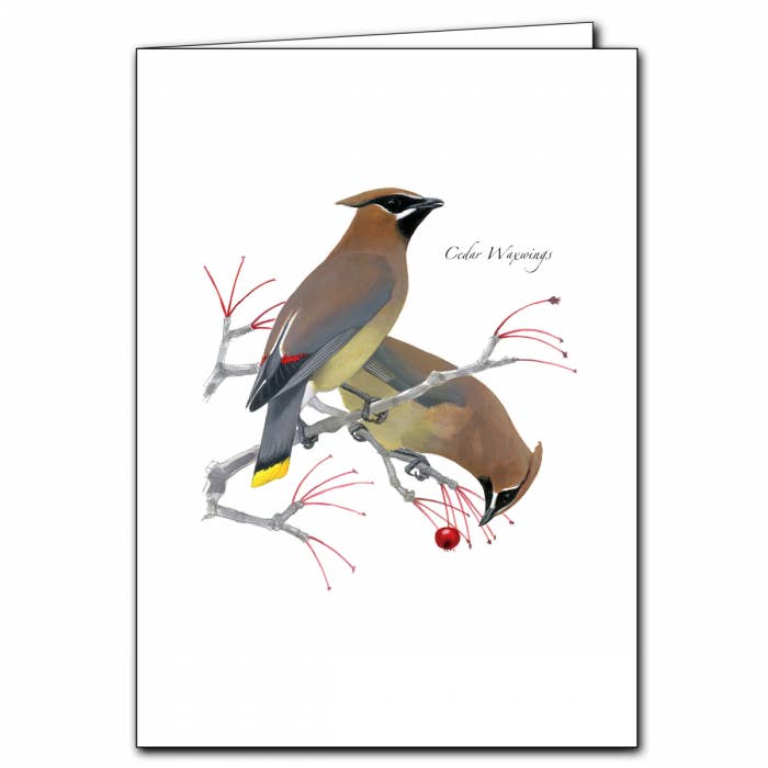 Sibley's Cedar Waxwings for wholesale by Earth Sky + Water