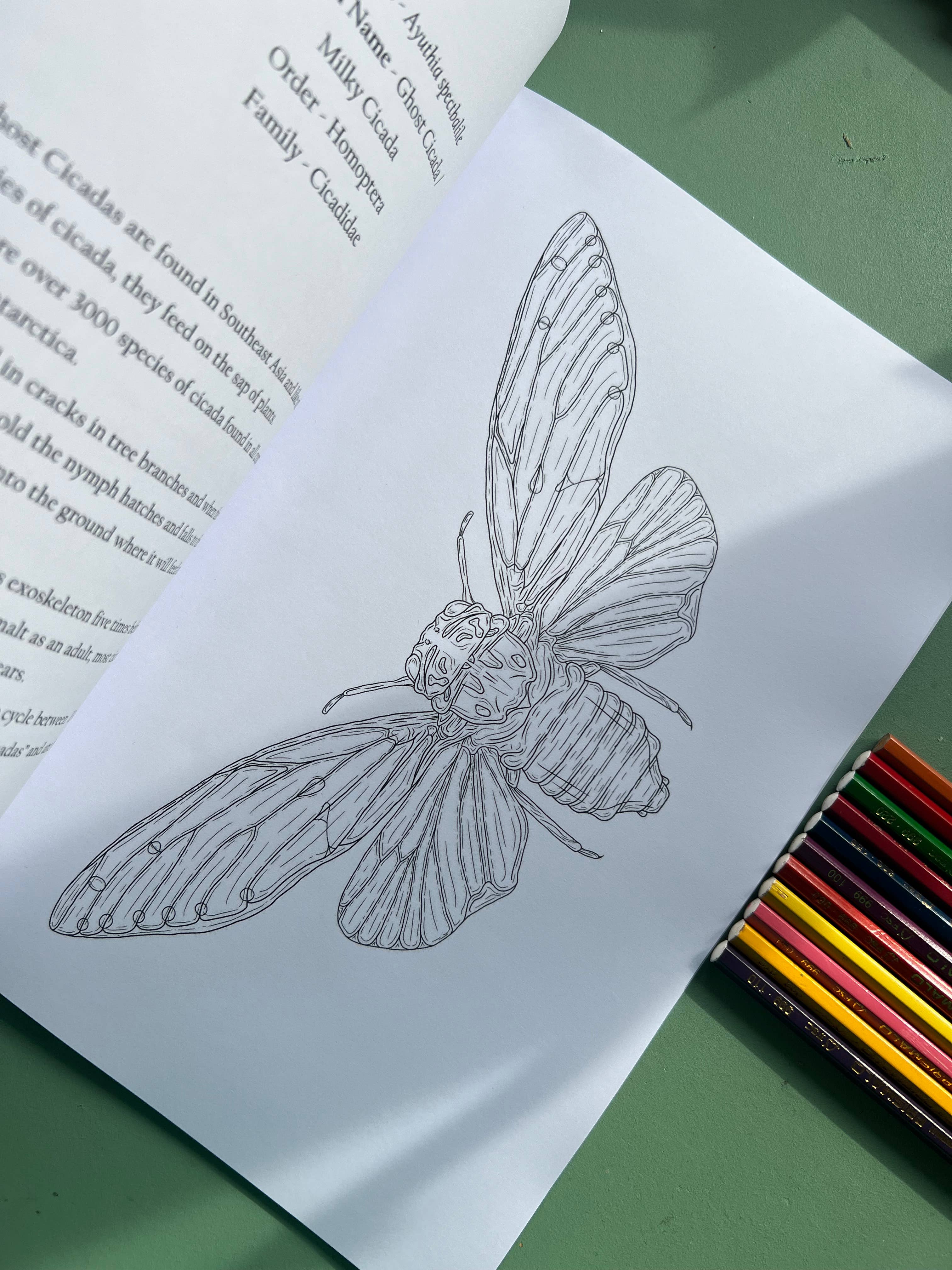 Tansy Moore - Wholesale Coloring & Activity Book - Adult - Factual Insect Colouring Book, Entomology/Wildlife Gift2