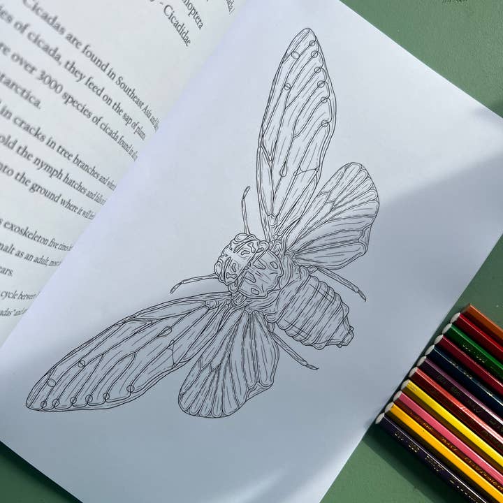 Tansy Moore - Wholesale Coloring & Activity Book - Adult - Factual Insect Colouring Book, Entomology/Wildlife Gift2