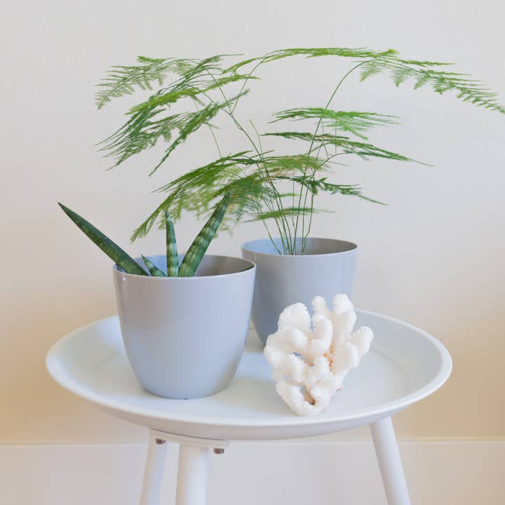 Youngever - Wholesale Plant Pot - Youngever 8 Pack 5.5 Inch Plastic Planters Flower Plant Pots