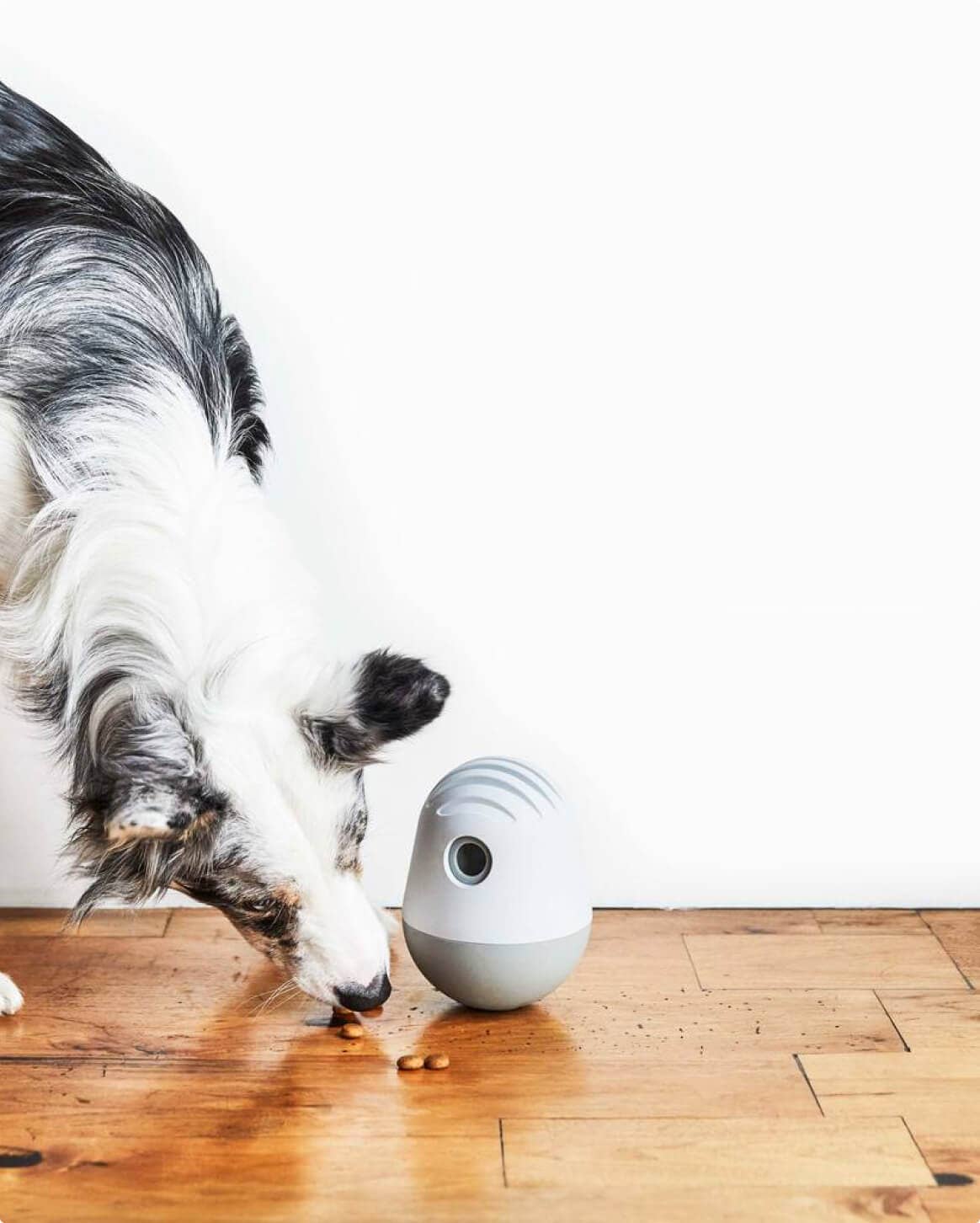 Fable Pets - Wholesale Pet Bowl - Cat/Dog - The Game™ Puzzle Feeder16