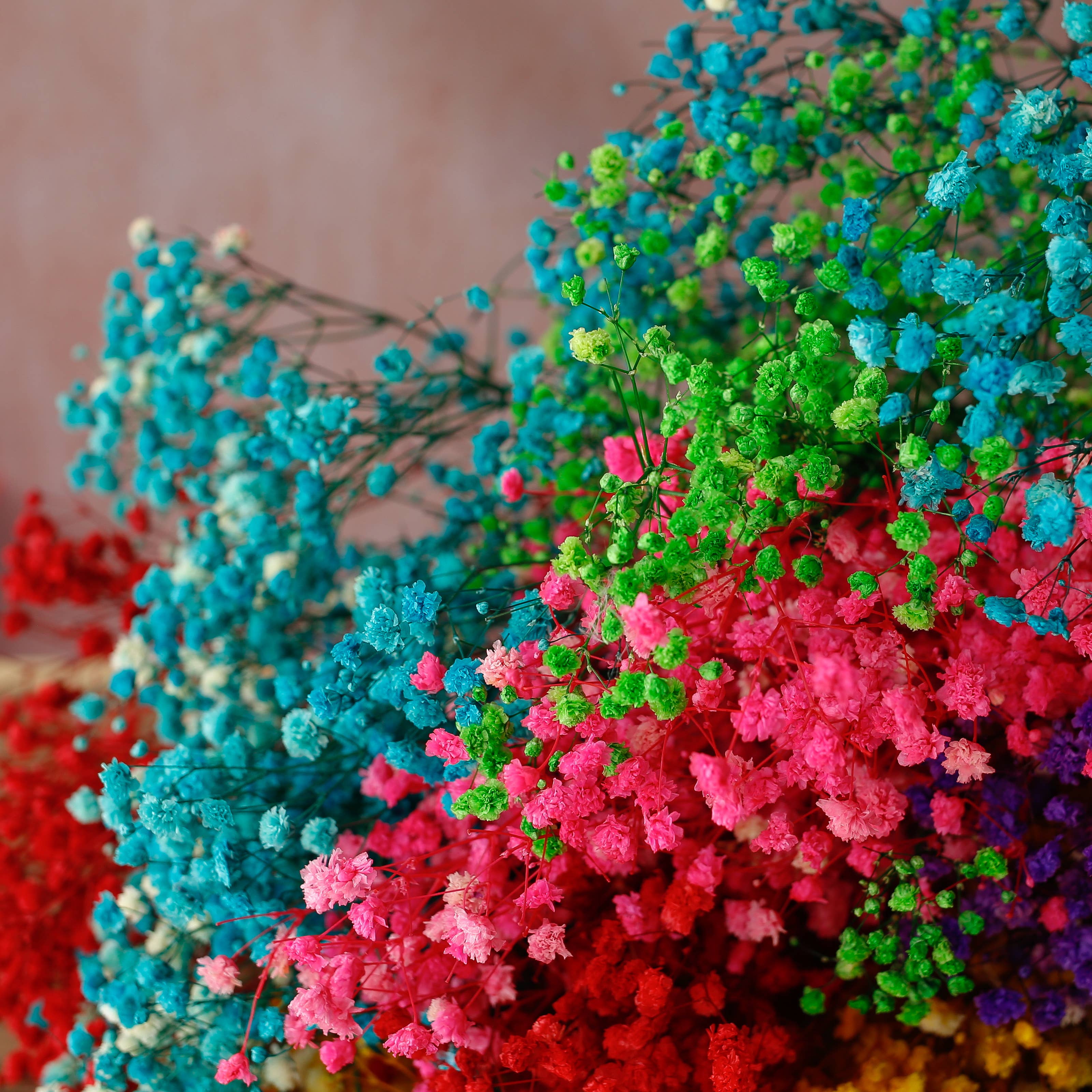 Floral Fields - Venta al por mayor Flores secas/prensadas - Ramo de flores preservadas de Gypsophila (Velo de Novia) arcoíris5