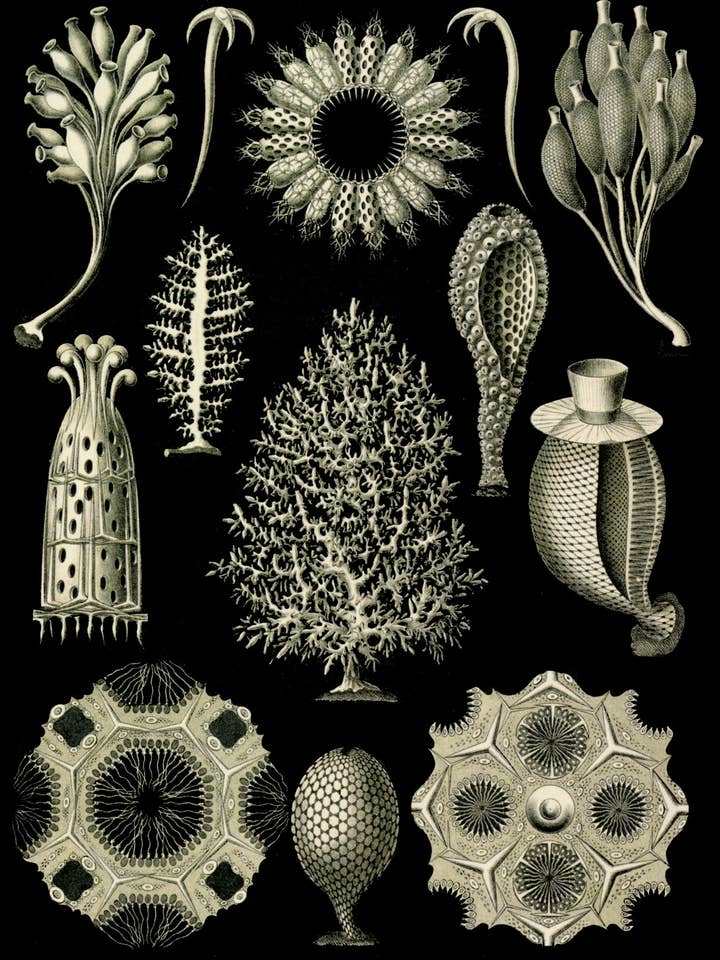 Postcard Calcispongiae (091559) for wholesale by The Knowledge of Things by Catch Publishing