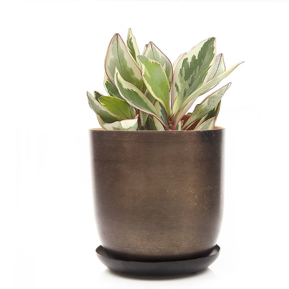 Chive - Wholesale Plant Pot - Joe Metal Flower Pots And Planters With Drainage Hole Saucer0