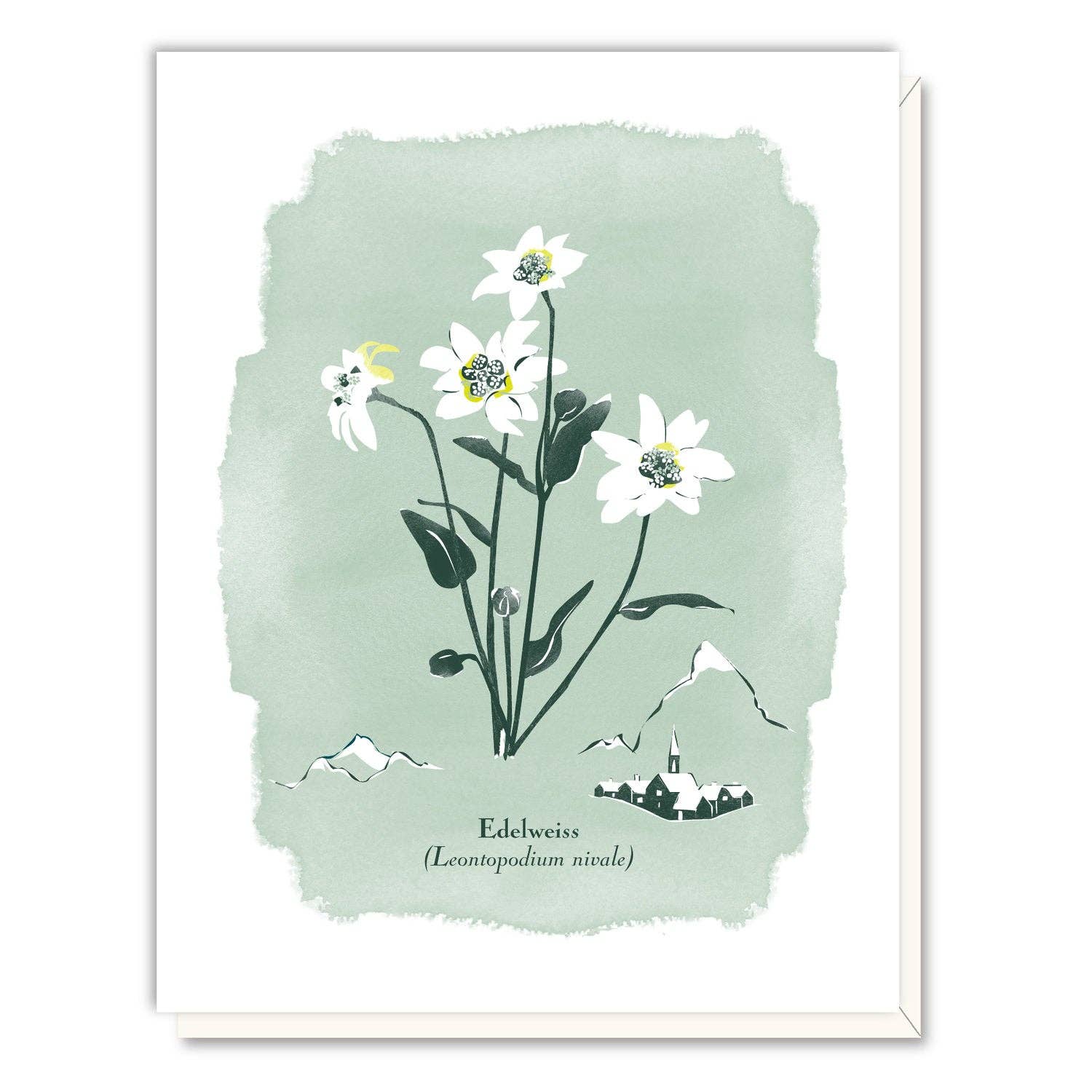 Driscoll Design - Wholesale Everyday Greeting Card - Edelweiss Card0