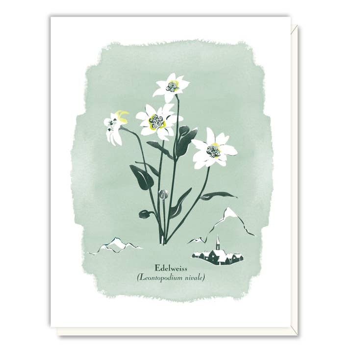 Driscoll Design - Wholesale Everyday Greeting Card - Edelweiss Card