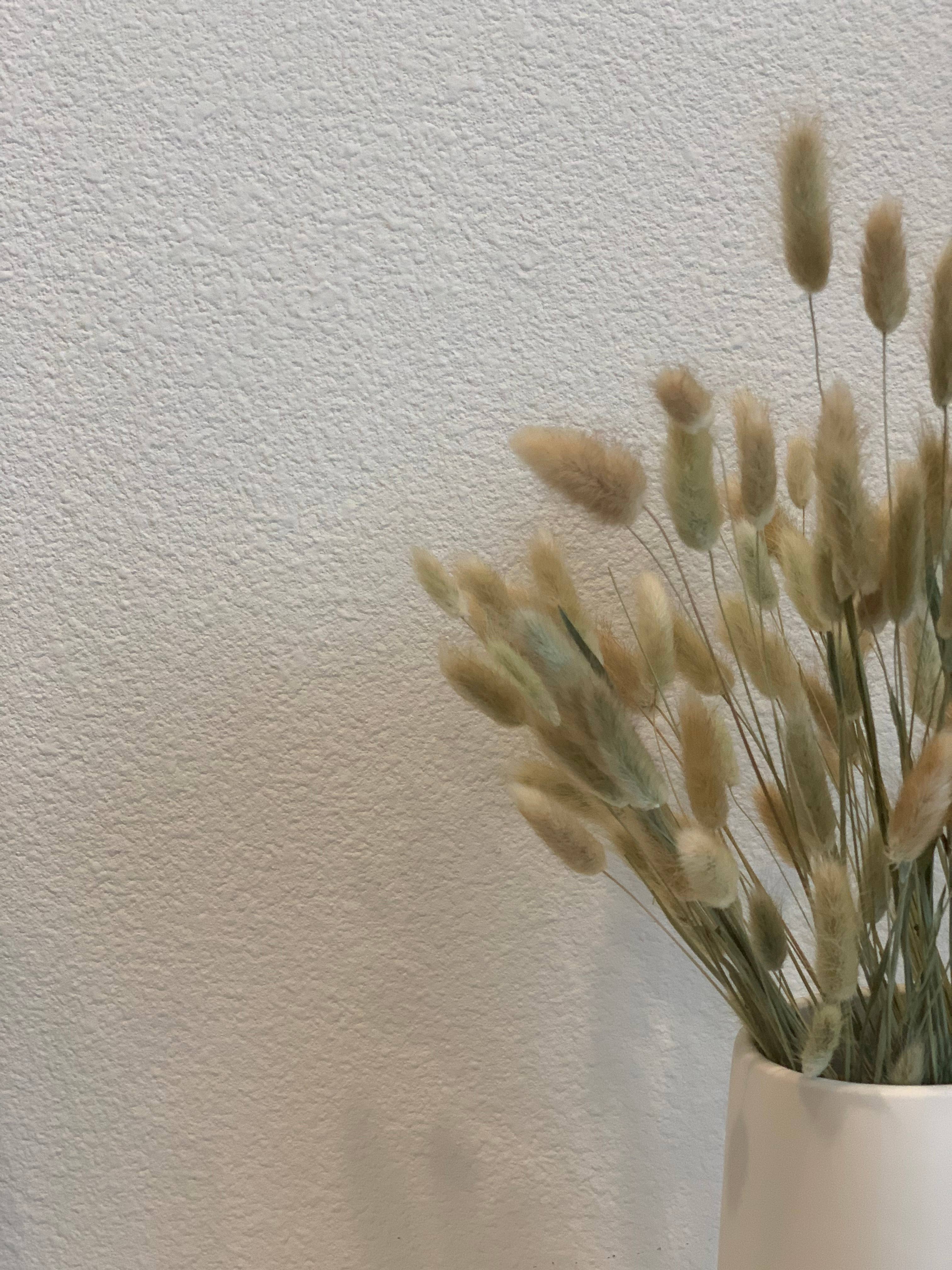 Delmar Decor – wholesale Torkade/pressade blommor – Torkad kanin svans, blommig inredning9