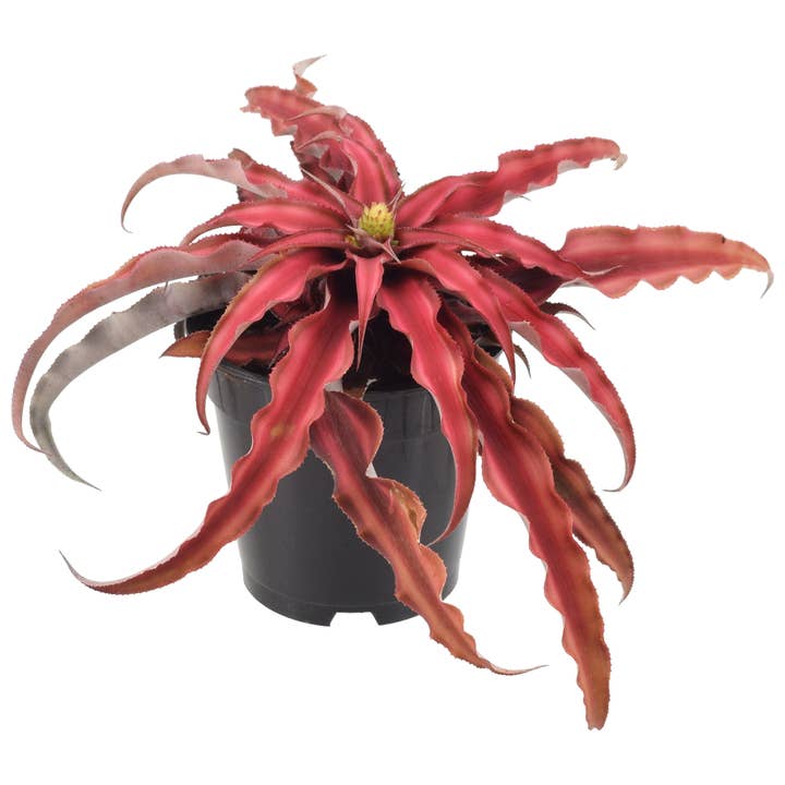 Cryptanthus Red Earth Star 4 in. Plastic Grower Pot for wholesale by Arcadia Garden Products