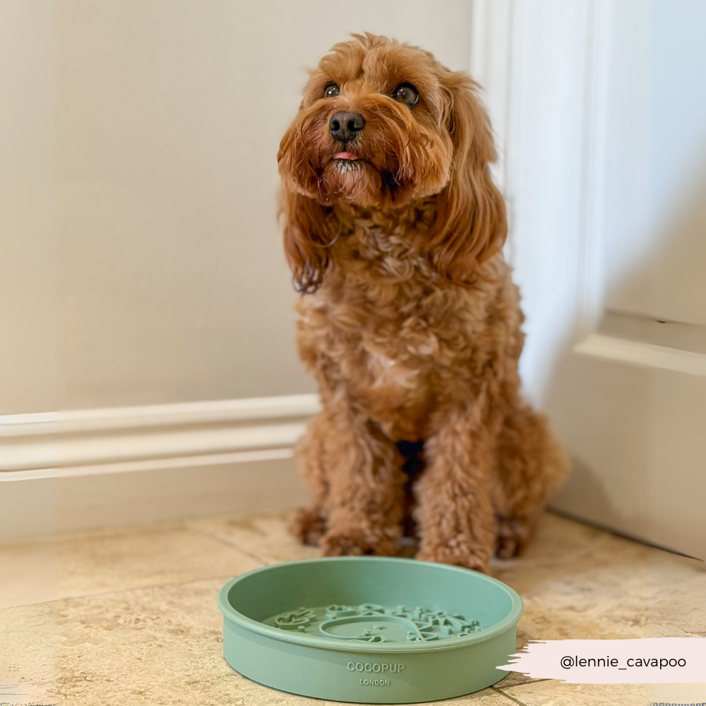 Cocopup London - Wholesale Pet Bowl - Cat/Dog - Silicone Slow Feed Dog Bowl - Dinopaws10