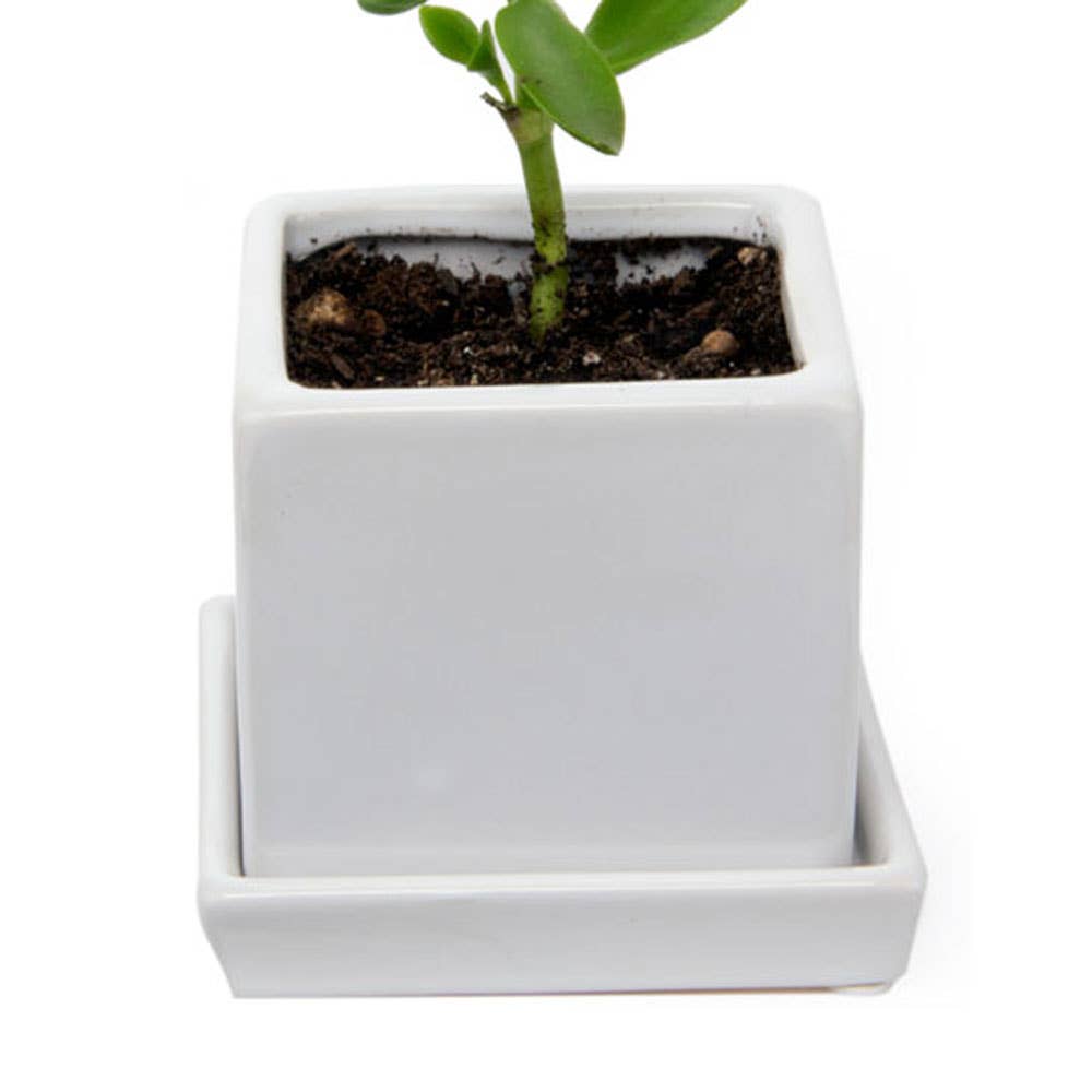 Chive - Wholesale Plant Pot - Cube Pot With Saucer And Drainage Hole 60 Plus Colors20