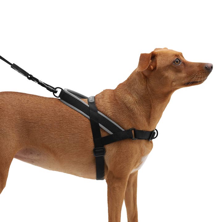 Hundog - Official zee.dog distributor - Wholesale Pet Harness - Dog - Norwegian Harness Softer-Walk Gotham2