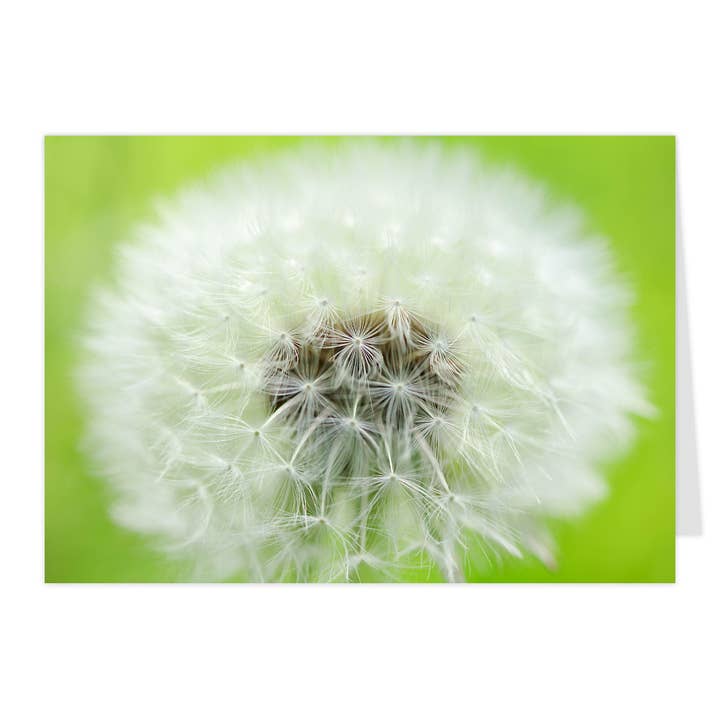 Tarjeta plegable "Maravillosa Diente de León" para venta al por mayor de paruspaper. nutzfeine papeterie