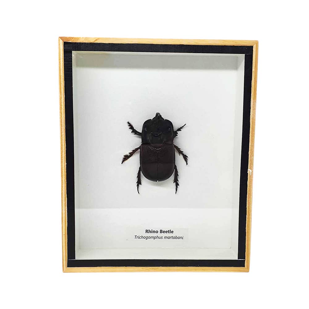 VIE - Wholesale Wall Accent - Framed Insect, Assorted26