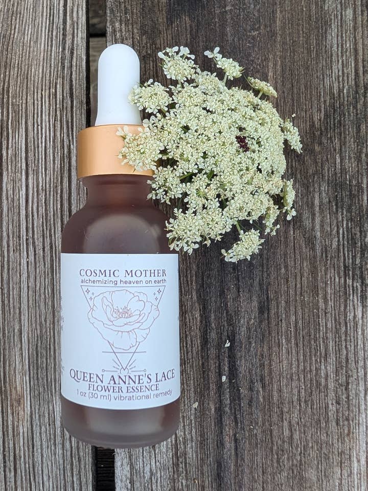 Queen Anne’s Lace Flower Essence | Vibrational Remedy for wholesale by Cosmic Mother