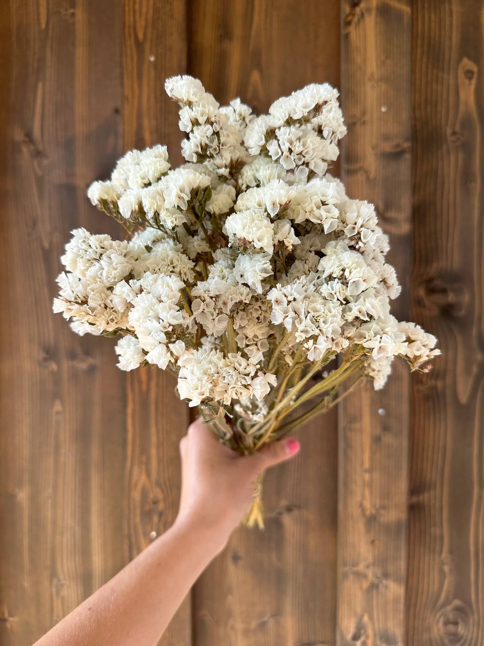 Gallup Homestead - Wholesale Dried/Pressed Flowers - Dried White Statice Bouquet