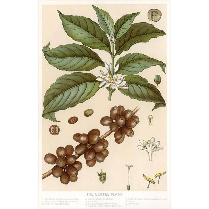 Found Image Press – Engroshandel Kunsttryk – Kunsttryk CF-52 Botanisk Tegning af Kaffebusk
