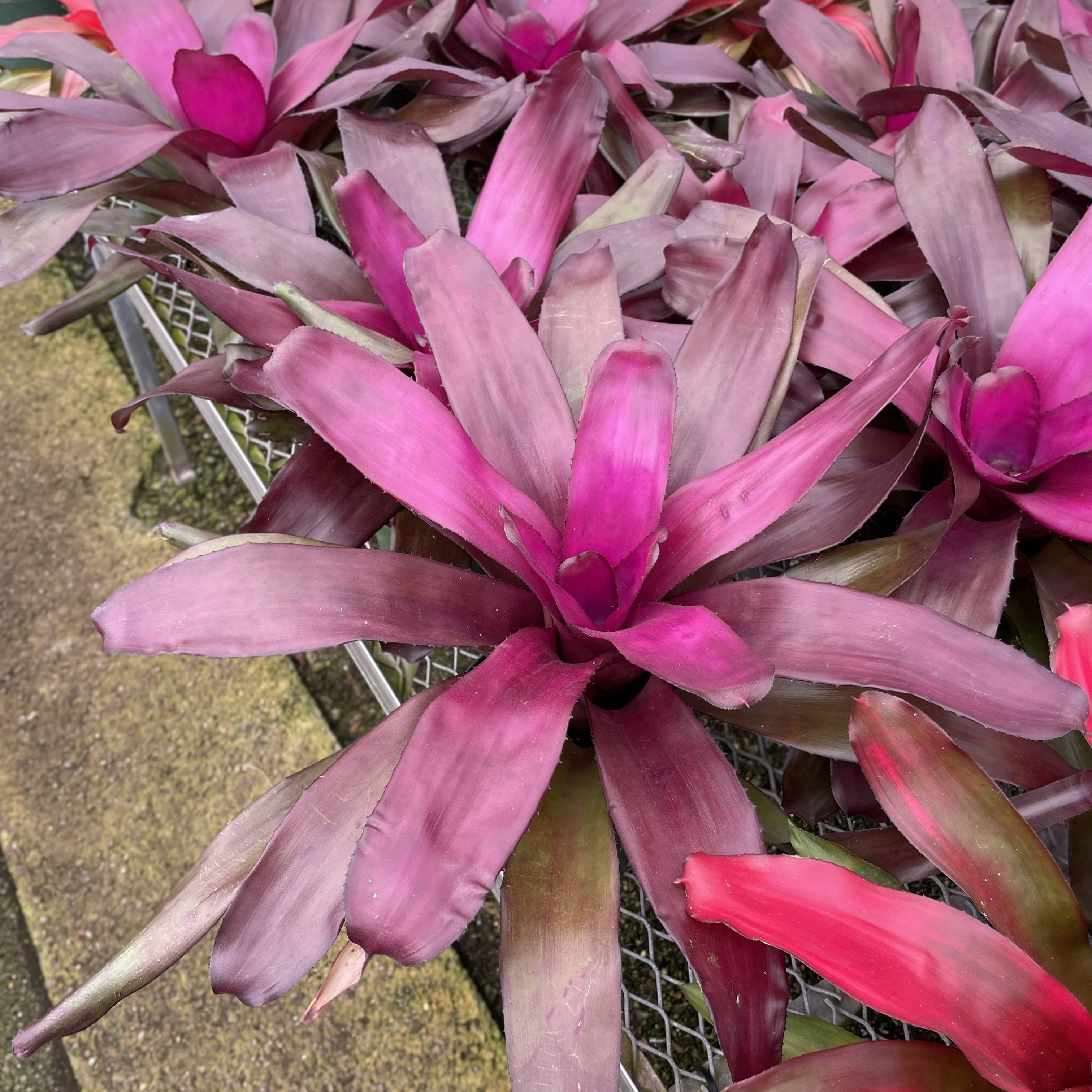 Thorsen's Greenhouse - Wholesale Live Plant - Bromeliad Neoregelia 'Neos' - Live Plant - Assorted16