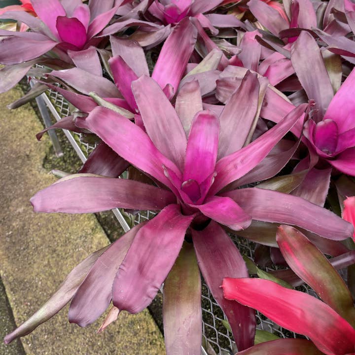 Thorsen's Greenhouse - Vente Plante - Broméliacée Neoregelia 'Neos' - Plante vivante - Assortie16