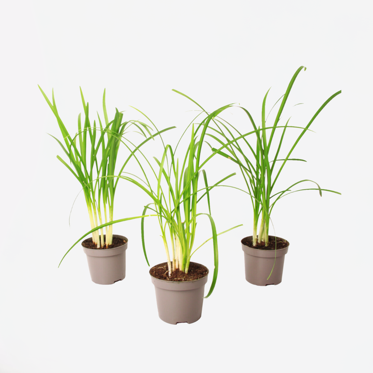 Oasis of Life – Engroshandel Ægte plante – Værelsehvidløg Tulbaghia violacea – 3 planter – Højde 15–25 cm – Ø9 cm – Spiselig plante med violette blomster & hvidløgsduft – Krydderurt & prydplante til have, altan & køkken0