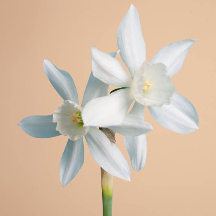 Plantgem - Wholesale Plant Seeds - Mini Triandura Thalia Daffodil - 12 Bulbs