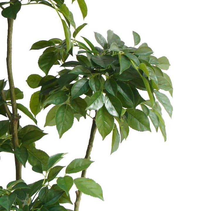 Leaf Design UK LTD – wholesale Artificial plant – 150cm Radermachera Realistic Artificial Tree1